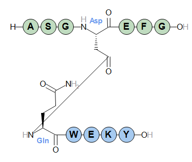 lactam04 structure
